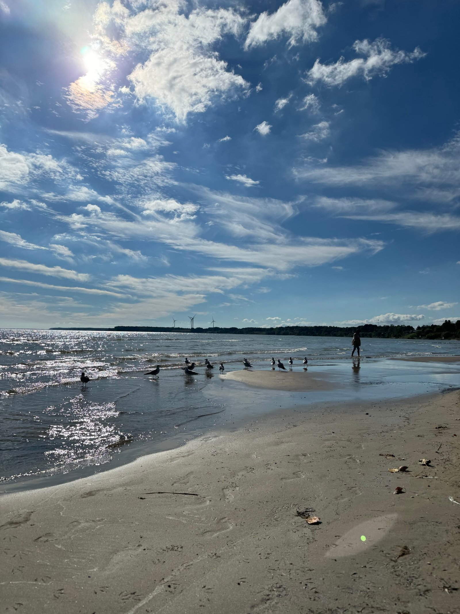 Shorebirds gathered at the water edge at Port Dover with wind turbines on the far shore